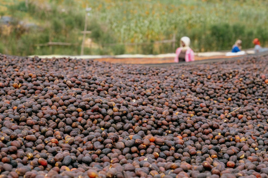 A Coffee Reborn in the Hills of Rwanda