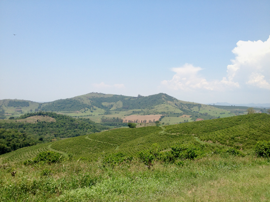 Seismic Shift in Coffee Sourcing: What 50% Brazil Tariffs Mean for Coffee Lovers