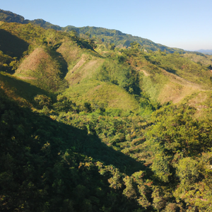 From Seed to Cup: Sustainability at Finca Las Mercedes