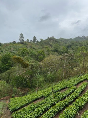 Layers of the Land: How Red Honey Processing Shapes Flavor