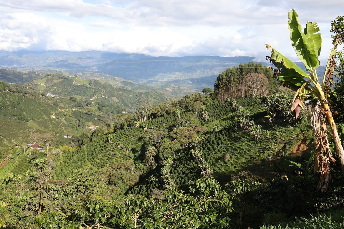 Coffee-covered hills and banana plants at Finca Las Mercedes in Huila, Colombia.