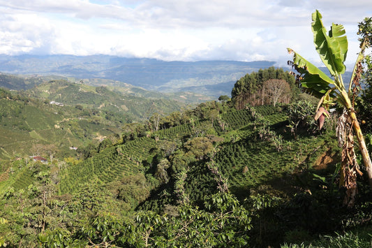 Coffee-covered hills and banana plants at Finca Las Mercedes in Huila, Colombia.