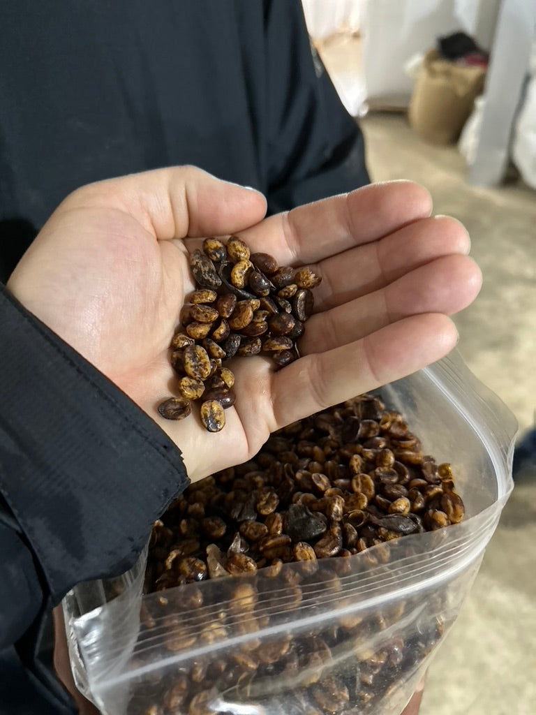 How Kenya’s SL‑28 Found a Second Home in Costa Rica