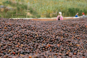 A Coffee Reborn in the Hills of Rwanda