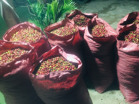 Bags of Dung K'No anaerobic natural coffee from Vietnam's Central Highlands