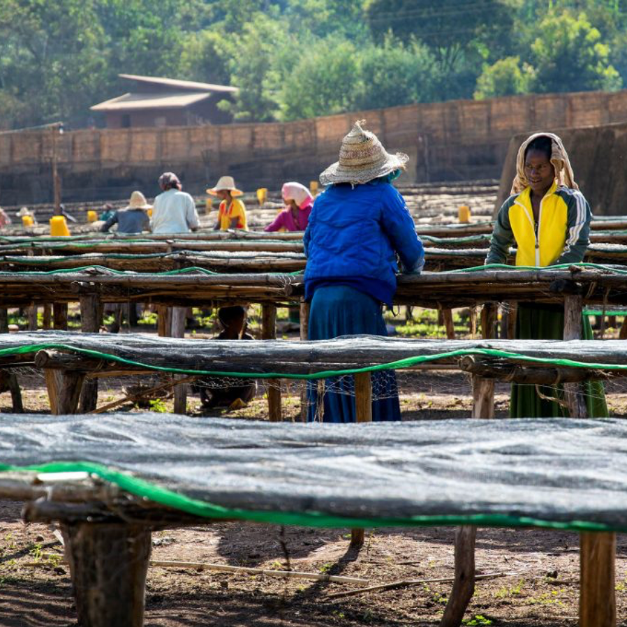High Elevation, High Definition: Inside Organic Coffee from Gedeb