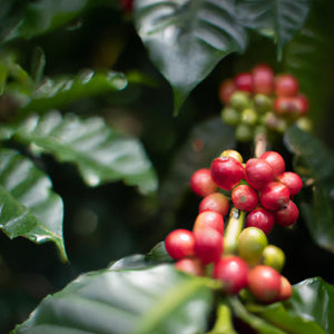From Ground to Cup: Unveiling the Journey of Asman Arianto's Sumatra Gayo Coffee