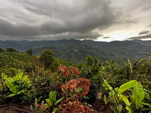 Costa Rica's Coffee Crusade: Quality, Conservation, and the Law