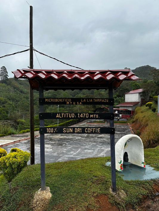 Costa Rica’s 2024 Coffee Harvest: A Season of Challenges and Innovation