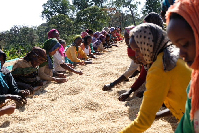 The Legacy of Ethiopian Coffee: How Israel Degefa is Shaping the Future