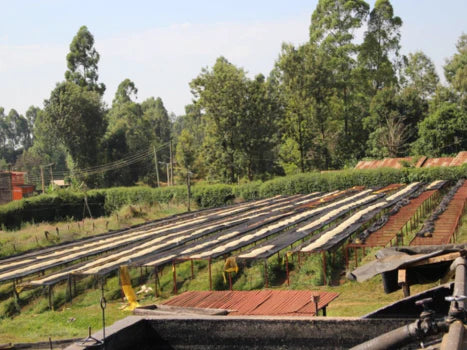 What Makes Kenyan Coffee So Distinct? A Look Into Processing, Elevation & Variety