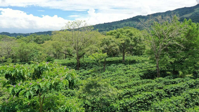 Echoes from the Highlands: The Cultural Legacy Behind Arbegona Coffee