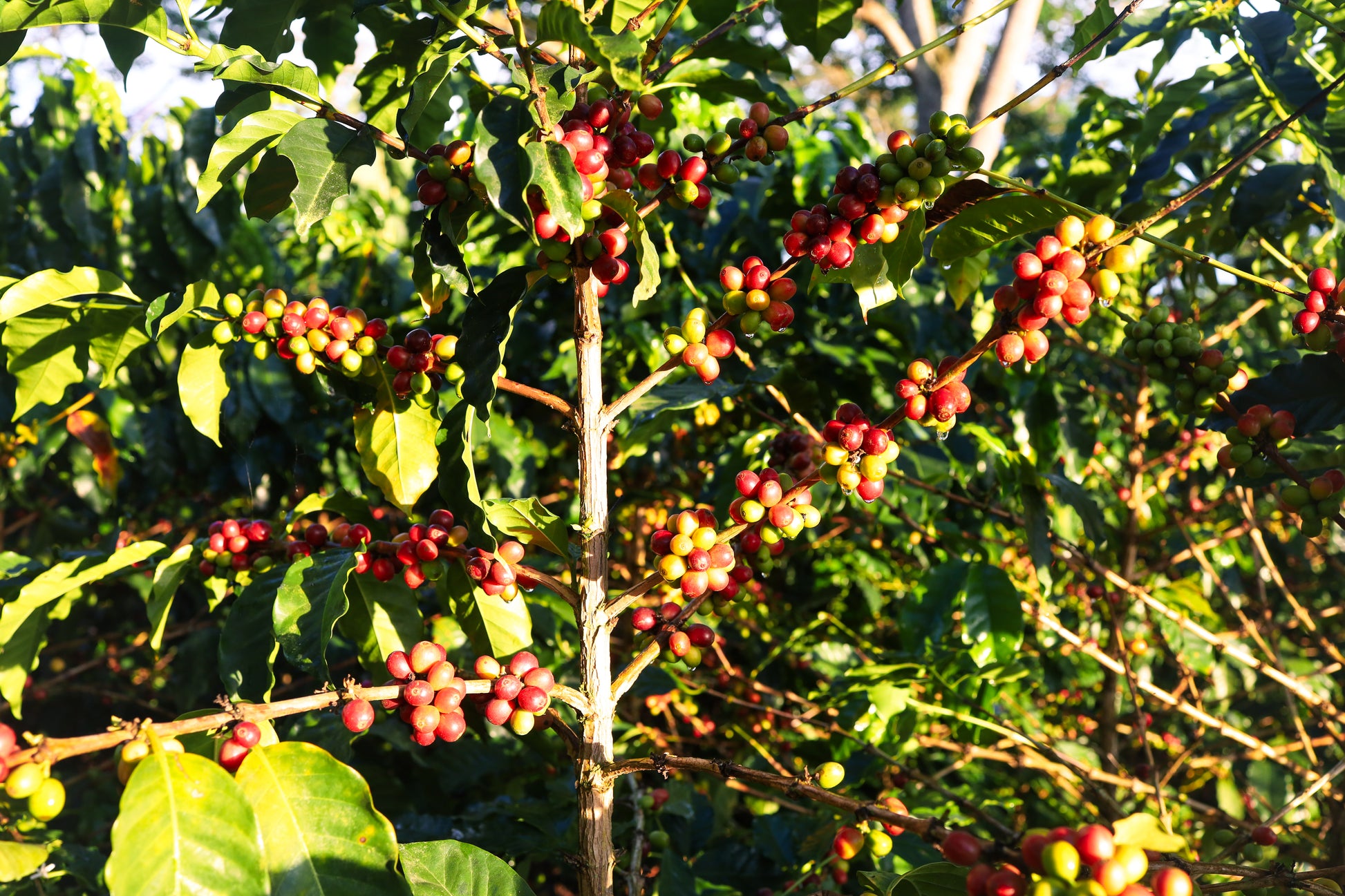 Castillo Cherries on a coffee tree with green leaves