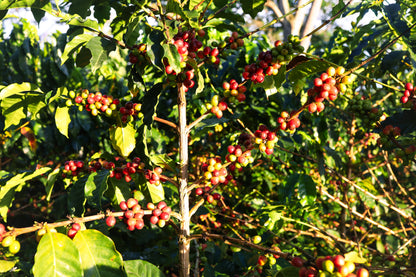 Castillo Cherries on a coffee tree with green leaves